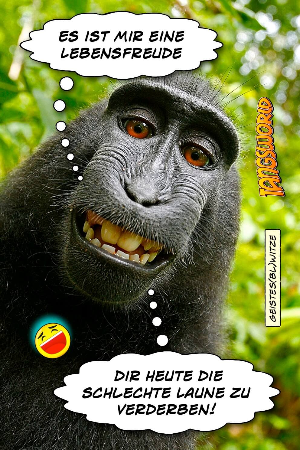 Tangsworld Schlechte Laune Verderber