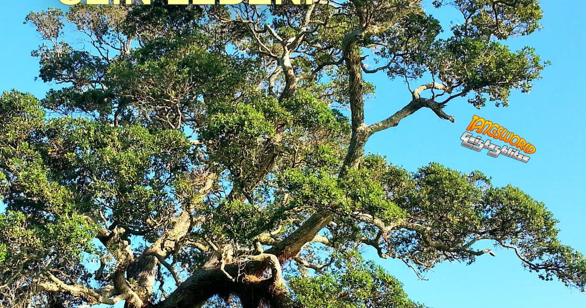 Der Krumme Baum Lebt Sein Leben