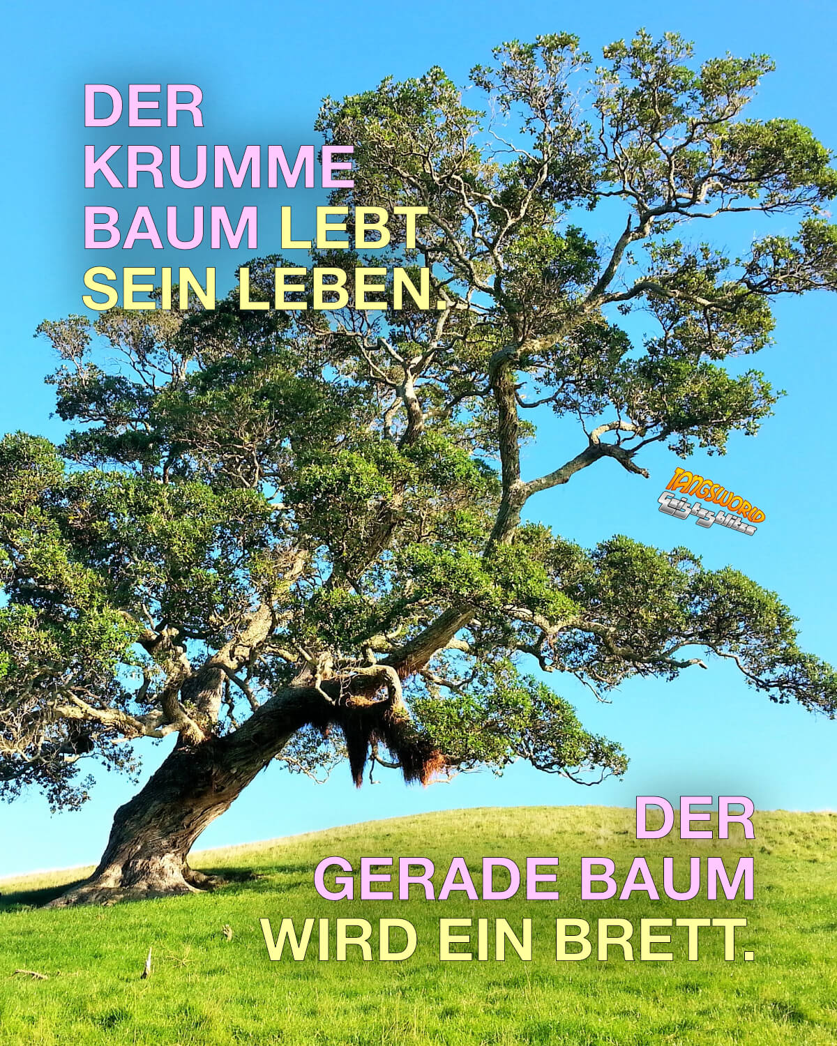 Der Krumme Baum Lebt Sein Leben