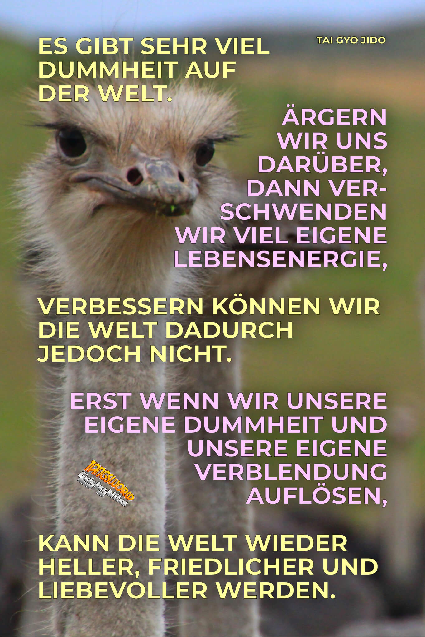 Tangsworld Dummheit Auf Der Welt